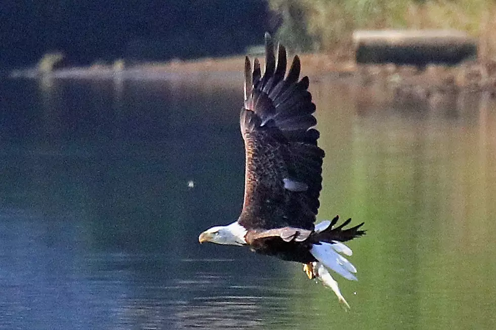 Good Samaritans Rescued A Bald Eagle Stuck In Fishing Line