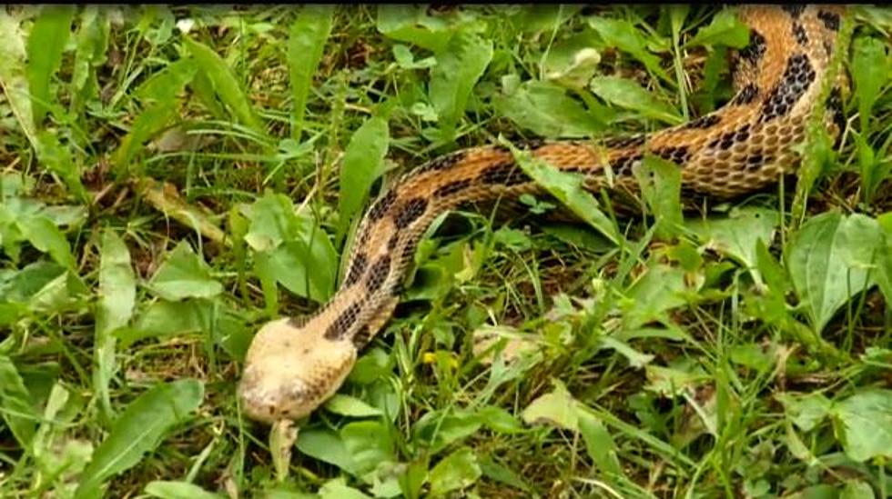 Citizens In Winona Minnesota Concerned About Increased Presence Of Rattlesnakes [VIDEO]