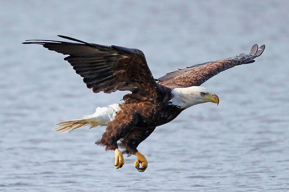 Video Of A Bald Eagle Swimming In The St. Croix River Gone Viral