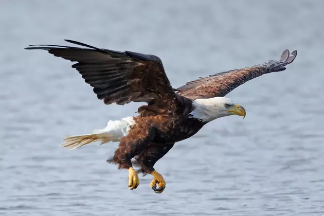 Video of Bald Eagle in the St. Croix River Has Gone Viral