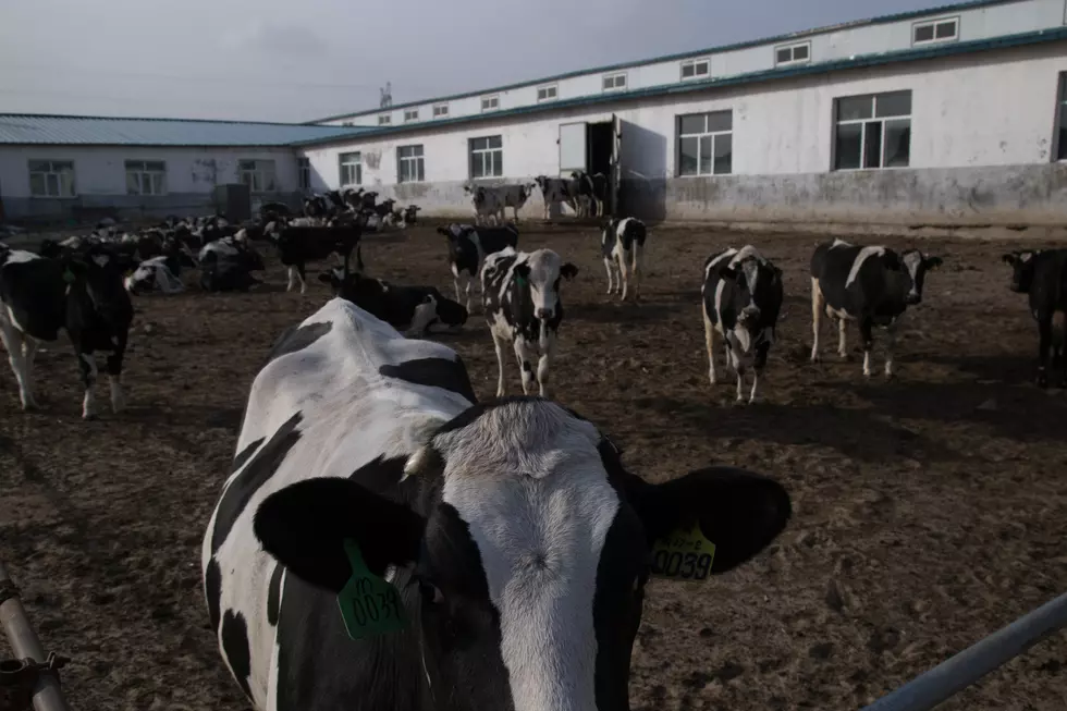 Real Life Cows Found Hanging Out At Spotted Cow Brewery : [VIDEO]