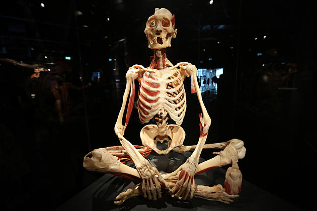 &#8216;Body Worlds Rx&#8217; is Coming to the Science Museum of Minnesota