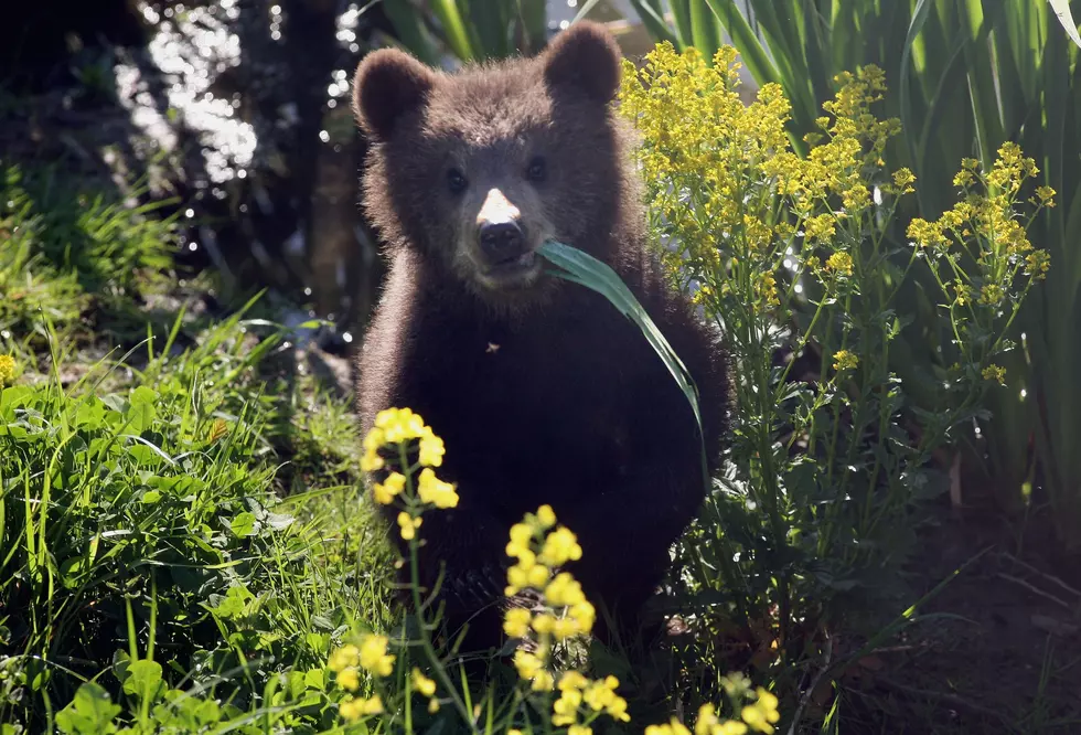 Lake Superior Zoo Welcomes Brown Bear Cubs and Cougar Cubs Who Will Be In New Exhibits This Fall