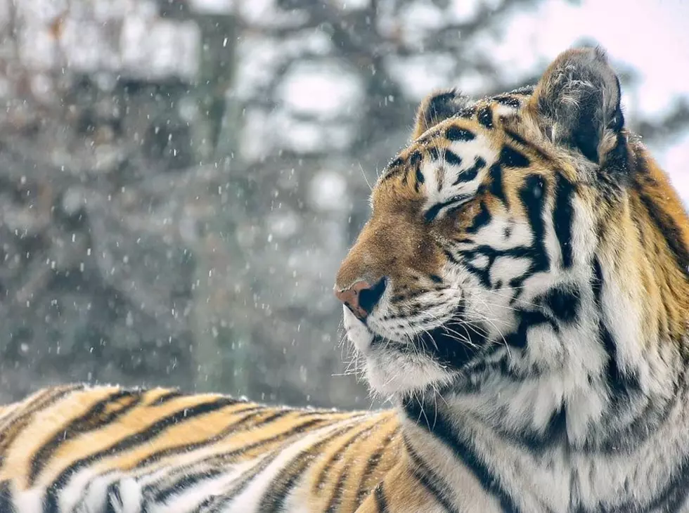 Lana The Amur Tiger Passed Away At Lake Superior Zoo