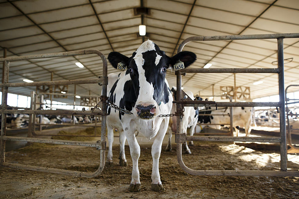 Minnesota Lost More Than 300 Dairy Farms in 2019