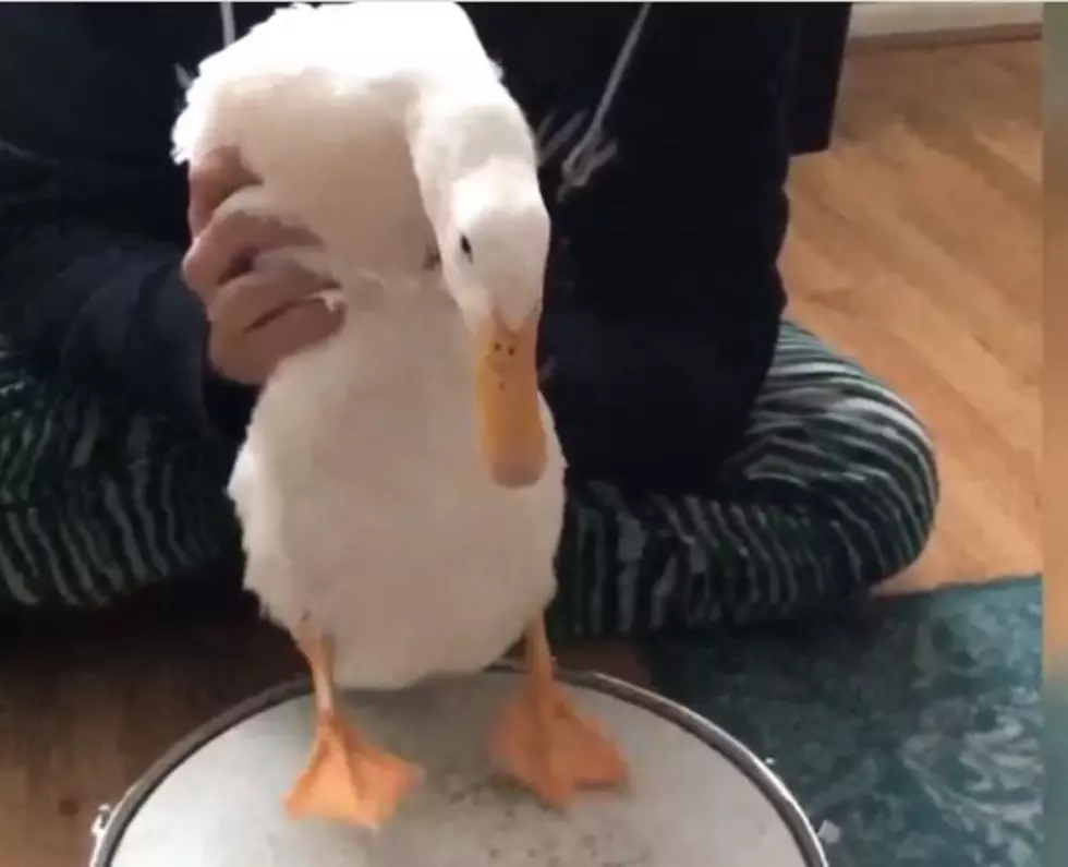 Video Of Minnesota Duck Playing The Drums Is Everything [VIDEO]