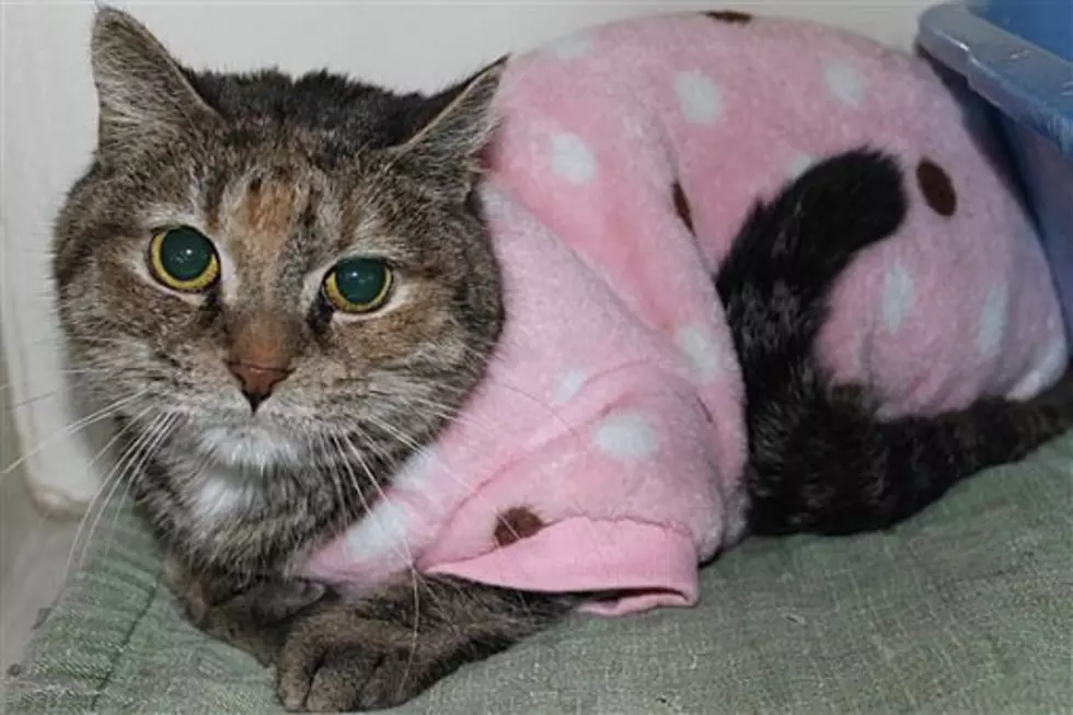 The Animal Allies Pet Of The Week Is A Cat Named Bridgette