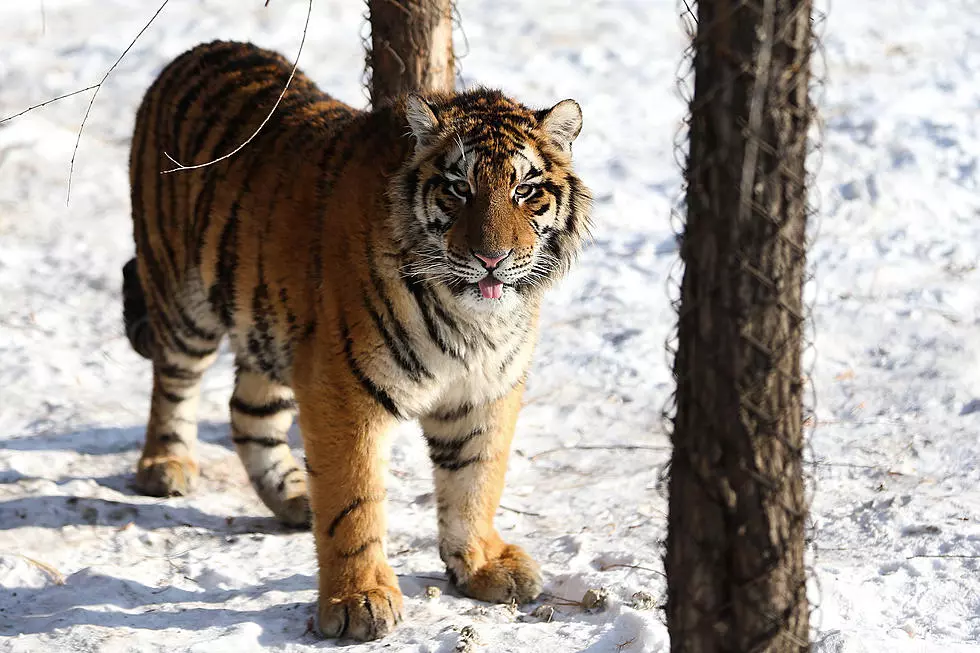 Lake Superior Zoo Lays Off 12 Full Time Employees