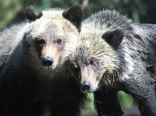 Lake Superior Zoo Bears Enjoy Some Bubble Enrichment