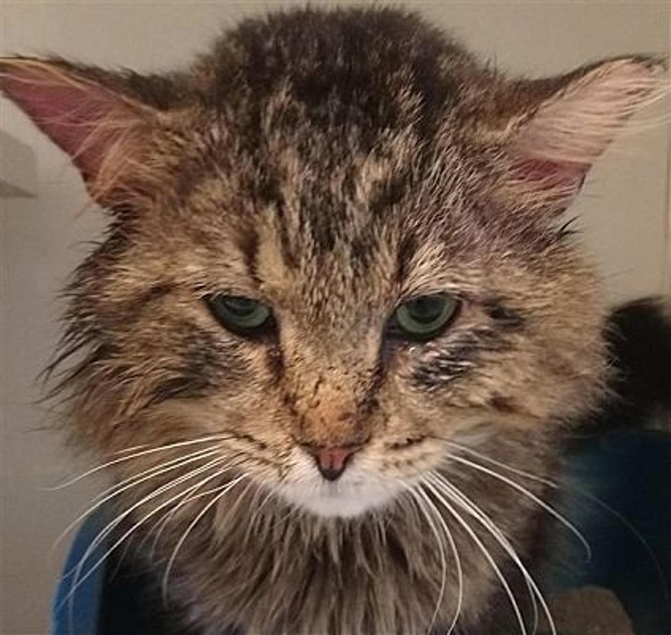 The Animal Allies Pet Of The Week Is A Sweet Cat Named Gerald