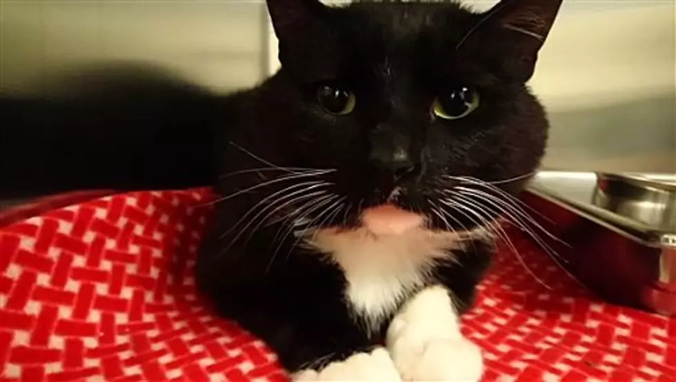 Animal Allies Pet Of The Week Is A Sweet Young Cat Named Tux