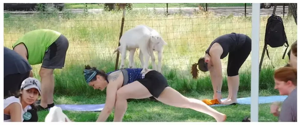 Yoga With Baby Goats And Beer Event Is Coming In August