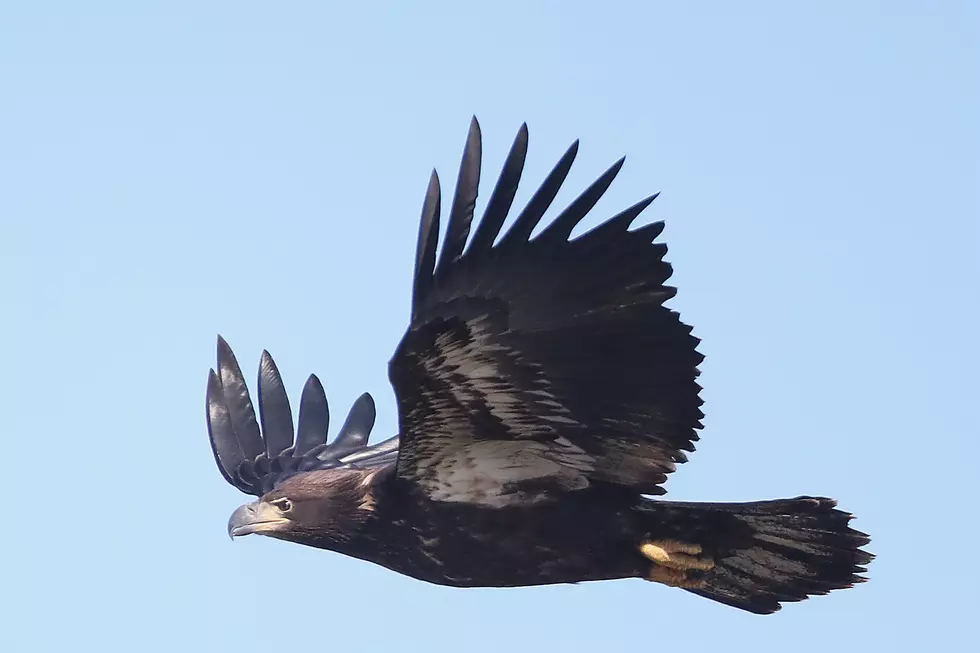 A Woman Was Attacked By A Young Bald Eagle