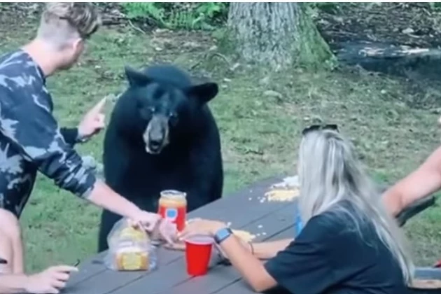 A Stupid Guy Was Filmed Feeding A Wild Bear A Sandwich [VIDEO] NSFW