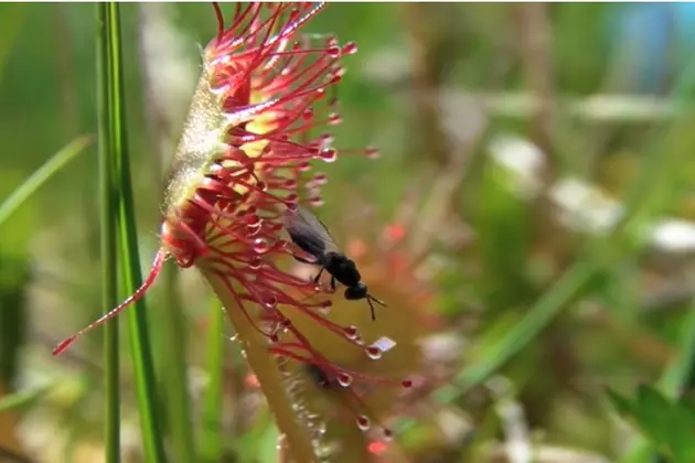 Rare Carnivorous Plant Rediscovered In Northern Wisconsin