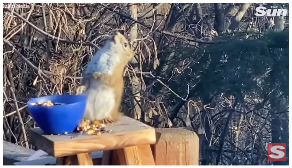 WATCH: Minnesota Woman Captured Video Of A Drunk Squirrel In Her Backyard