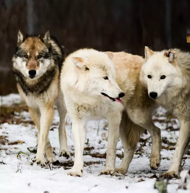 Lake Superior Zoo Revue: North American Gray Wolves