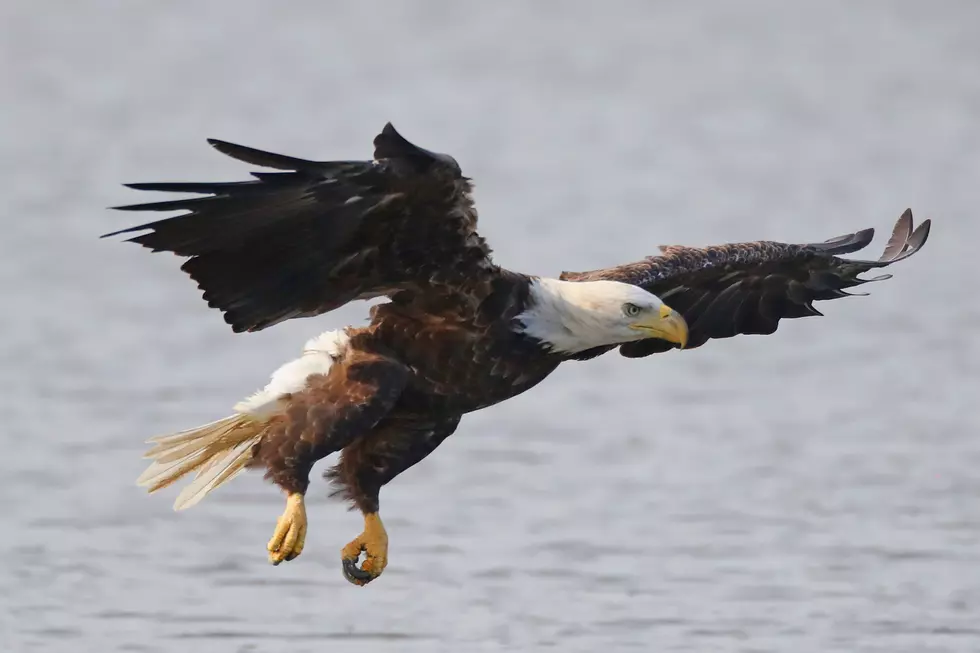 Bald Eagle Dies from Lead Poisoning