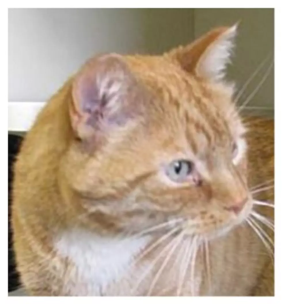 The Animal Allies Pet Of The Week Is A Cool Cat Named Friskie