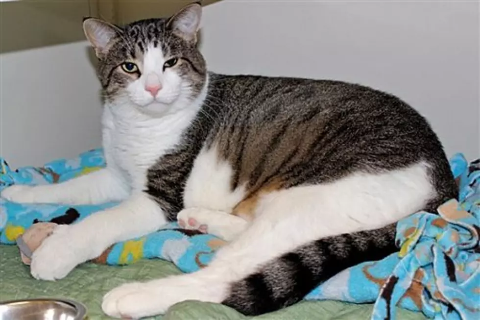 The Animal Allies Pet Of The Week Is A Giant Of A Cat Named Logan Mankins