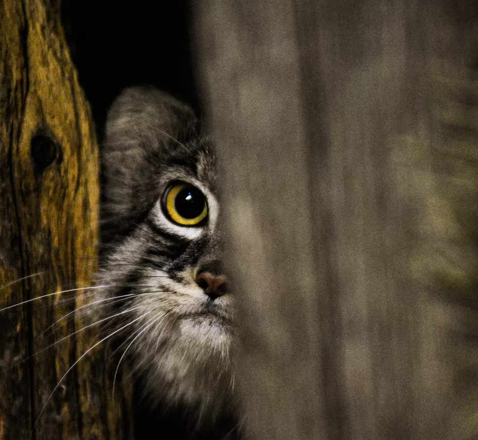 Lake Superior Zoo Revue: Meet The Pallas’ Cat