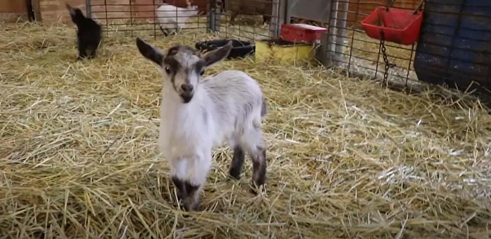 Farm Babies Are Back At The Minnesota Zoo