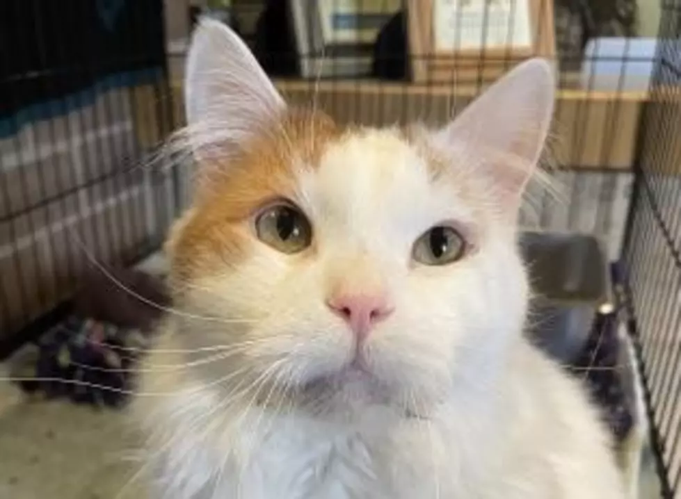 The Animal Allies Pet Of The Week Is An Older Cat Named Milosh