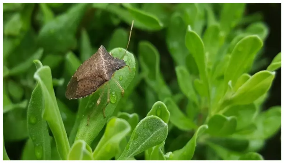 Spring Time In Minnesota Also Brings Out The Brown Marmorated Stink Bug