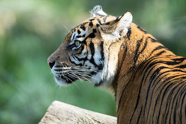 The Wildcat Sanctuary in Sandstone Taking in &#8216;Tiger King&#8217; Cats