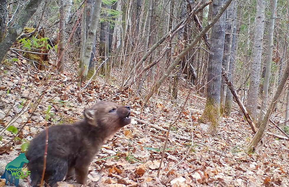 Voyageurs Wolf Project Cam Captures Wolf Pup’s First Howls