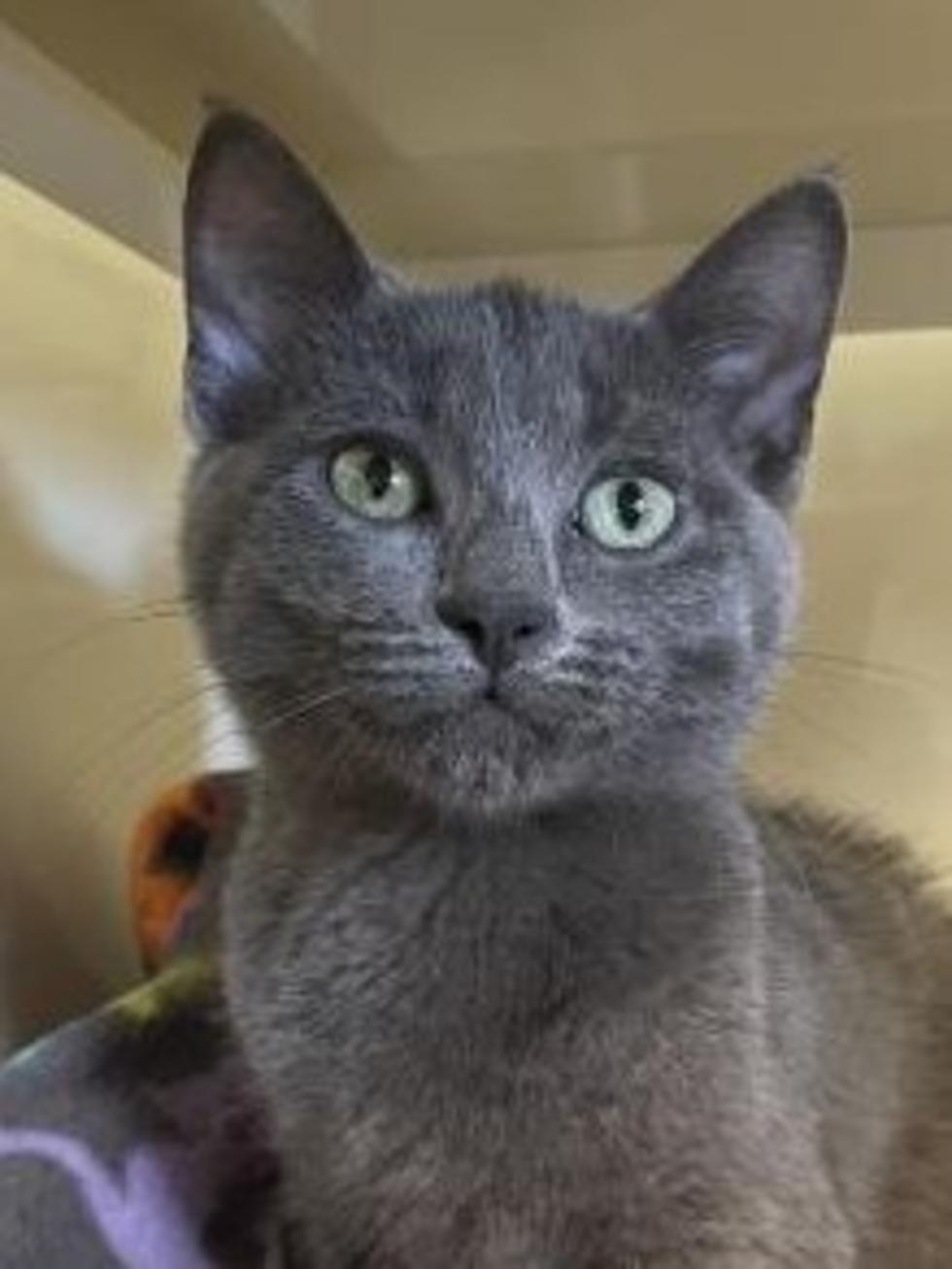 The Animal Allies Pet Of The Week Is A Beautiful Little Kitten Named Abu