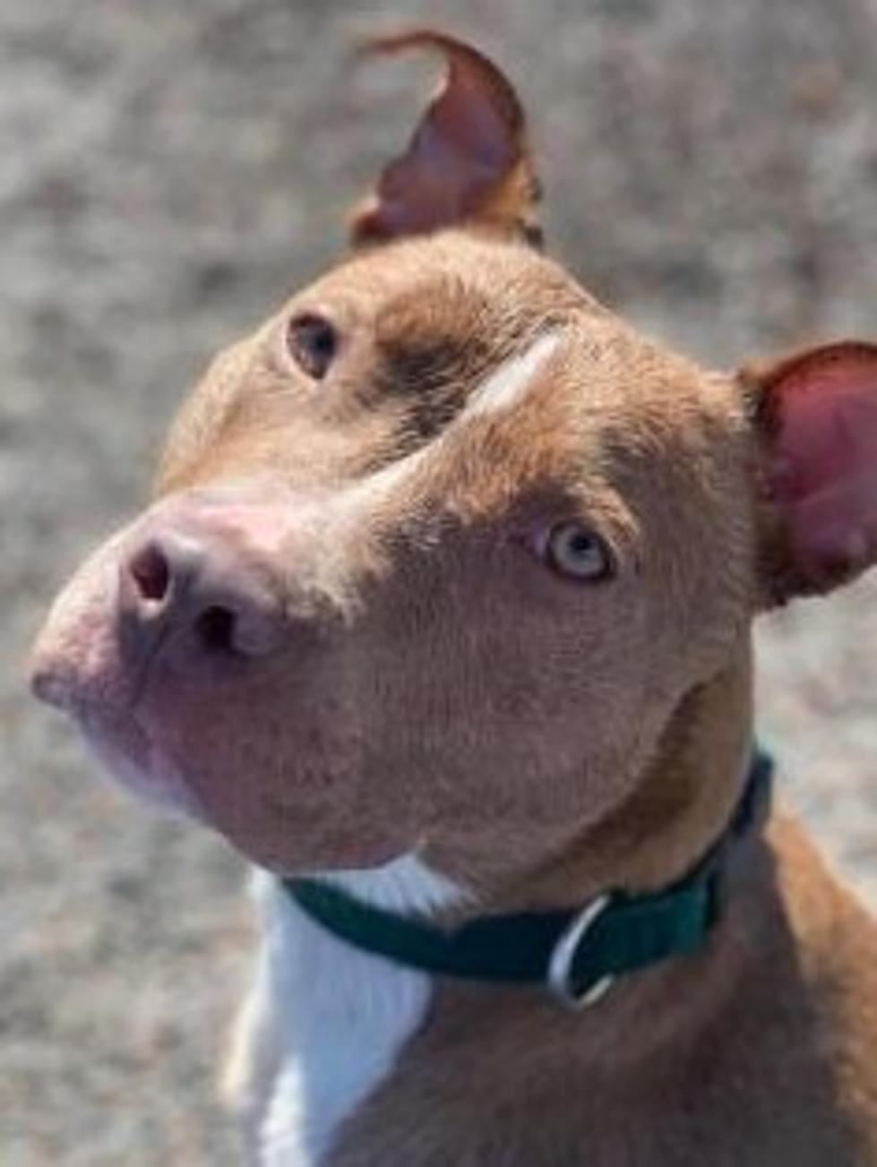 The Animal Allies Pet Of The Week Is A Sweet Dog Named Tinker