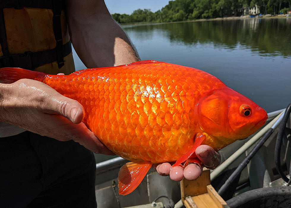 Giant Gold Fish Pulled From Minnesota Lake, Residents Asked To Stop Dumping Pet Fish