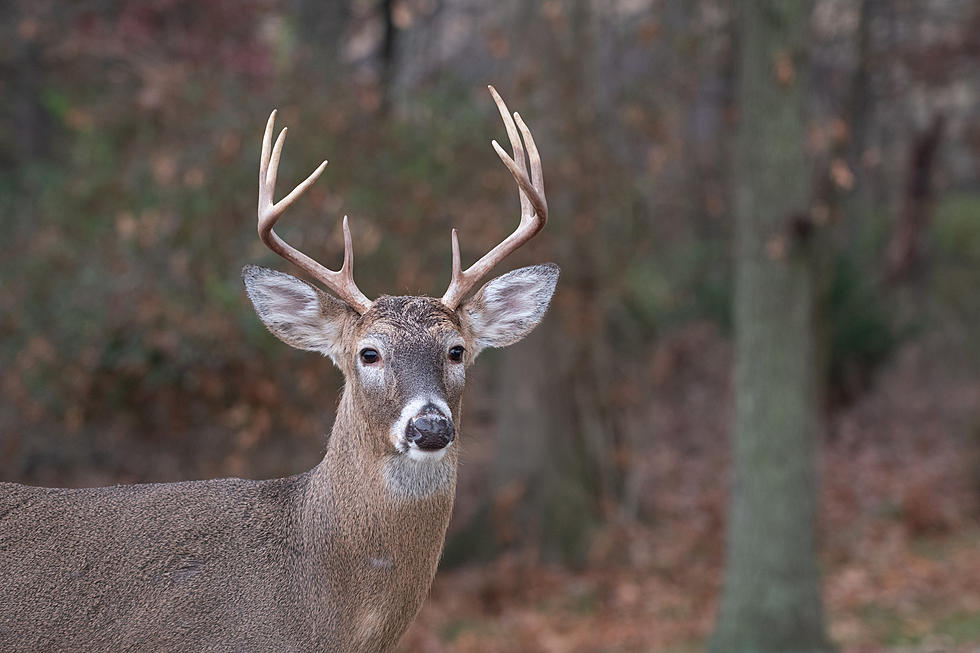 What Should Hunters Know About COVID Antibodies Found Deer?