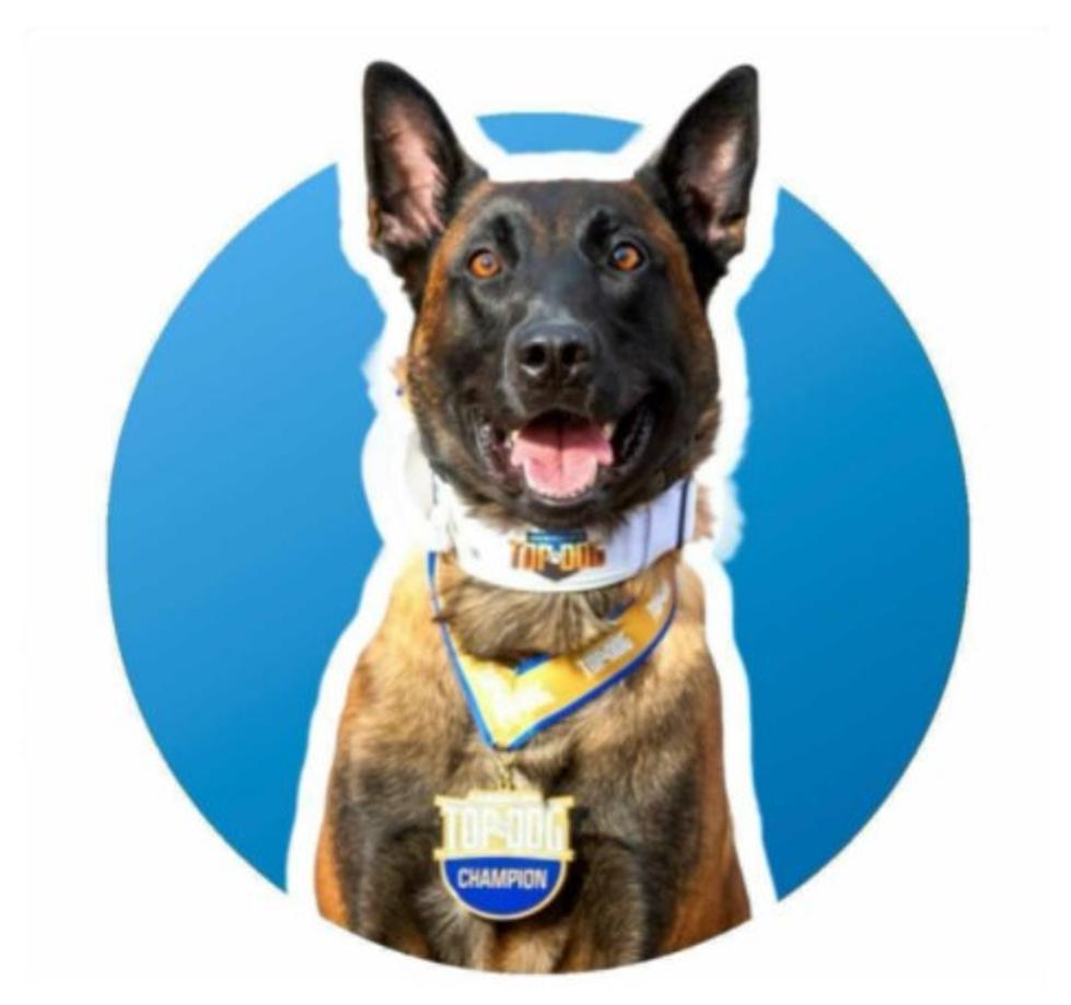 Hibbing Police K-9-Chase Crowned “Americas Top Dog”