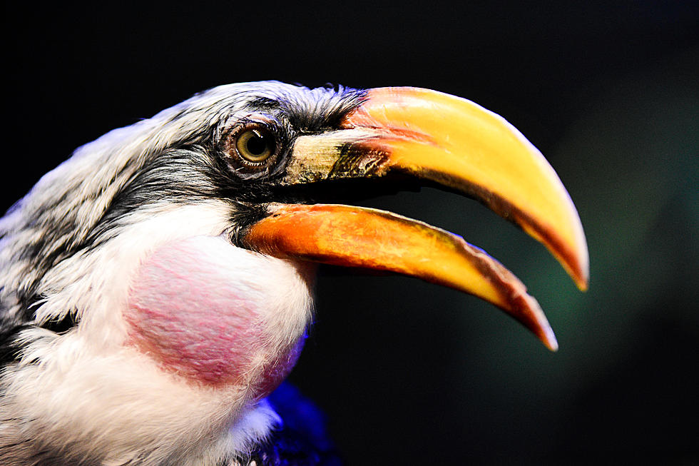 Did You Know The Lake Superior Zoo Has A Bird That Resembles Toucan Sam From Fruit Loops Fame?