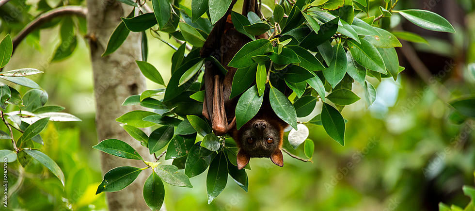 Meet Weber A Fruit Bat That Calls Lake Superior Zoo Home