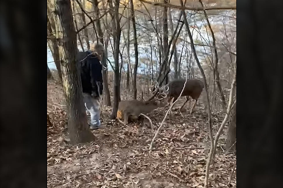 Two Big Bucks That Got Stuck Together Saved By Wisconsin Hunter