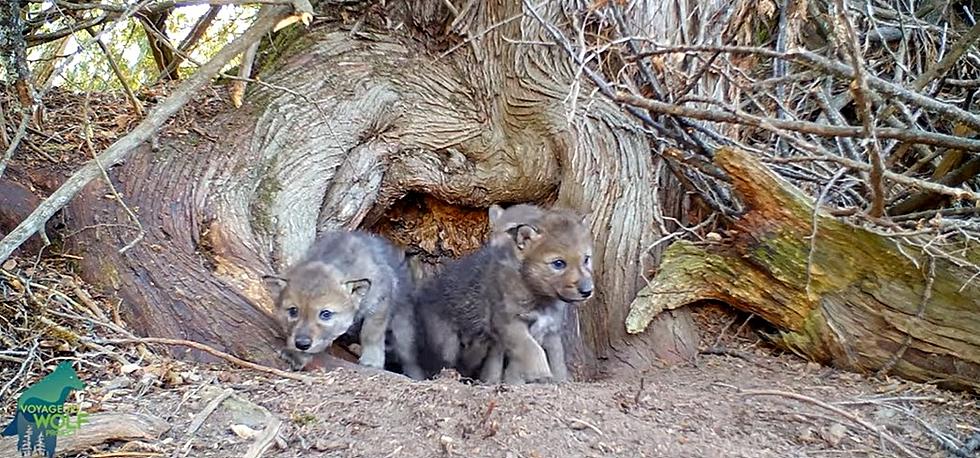 Watch These Adorable Wolf Pups Spotted At Voyageurs National Park In International Falls