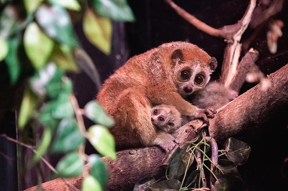 A MN Zoo Welcomes Adorable Babies