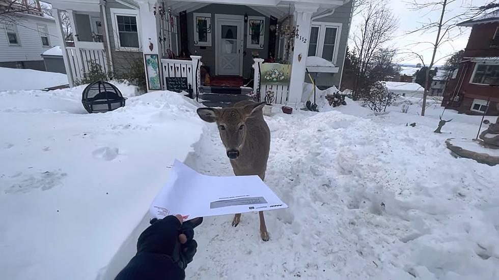 Watch A Duluth Mail Carrier Try & Deliver Mail To A Deer