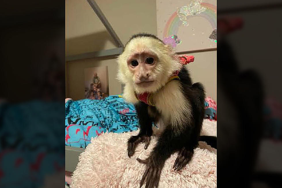 Pet Monkey Stolen In Minnesota + Is It Legal To Have A Pet Monkey?