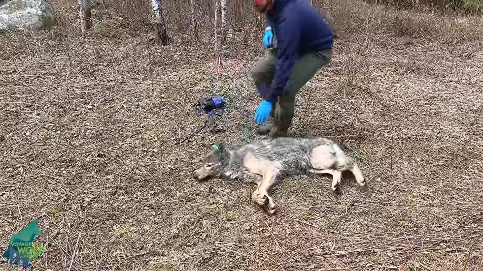 Somebody Shot And Illegally Killed Female Wolf In Minnesota