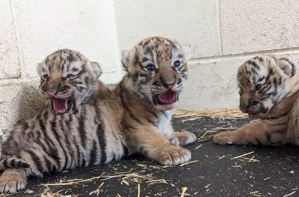 Tigers Born in Minnesota Some of Rarest on Planet