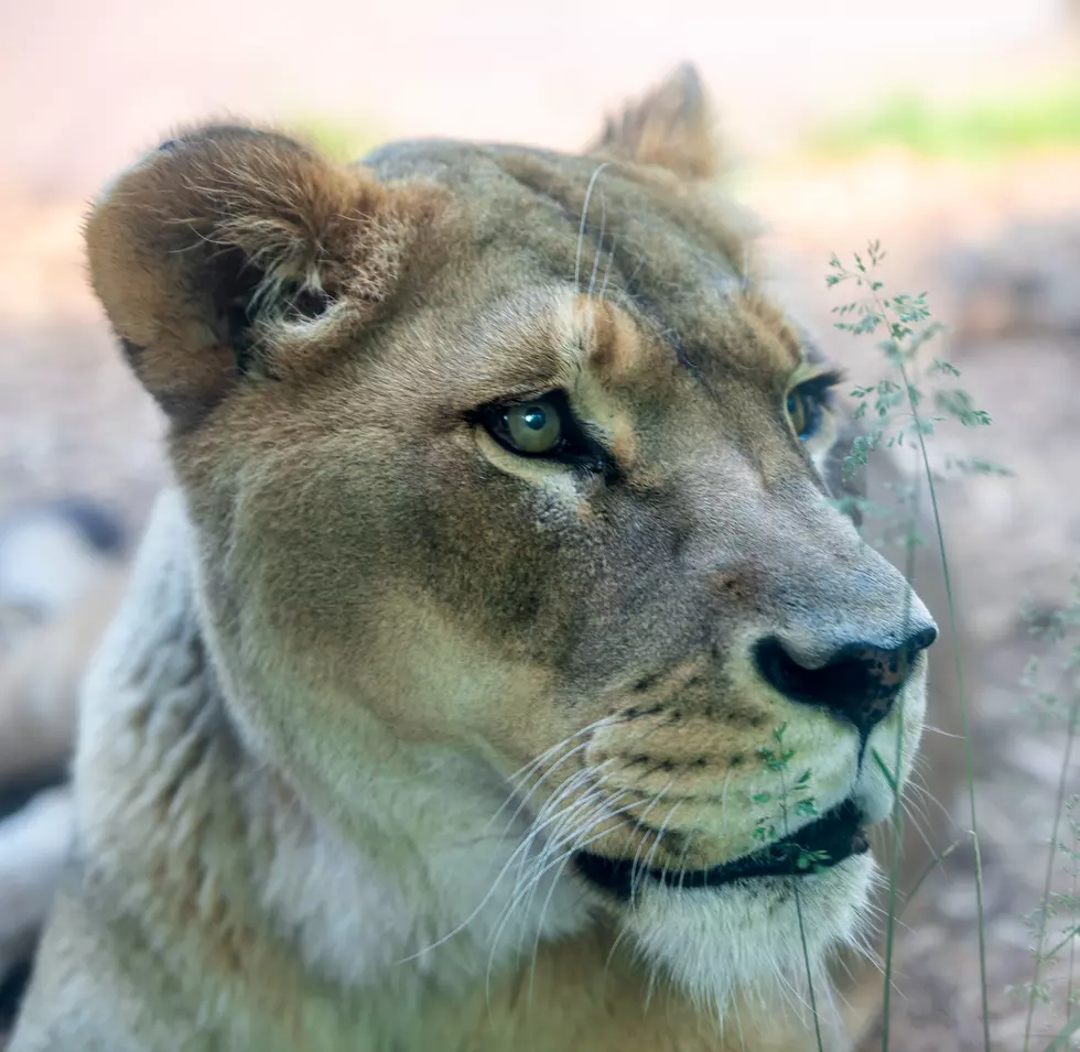 Lily The Lion Has Passed Away At Lake Superior Zoo In Duluth 