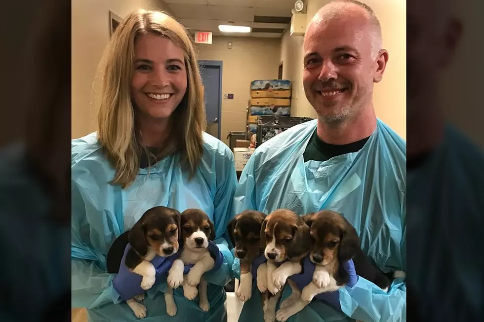 50 Beagle Puppies Rescued From Breeder