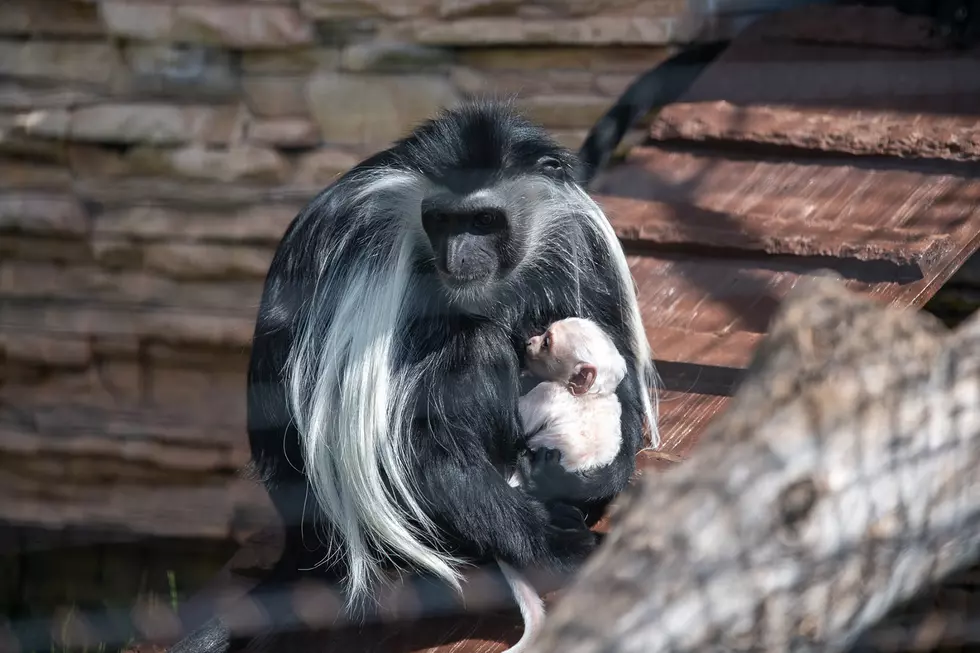 Lake Superior Zoo Excitedly Welcomes A New Baby Monkey