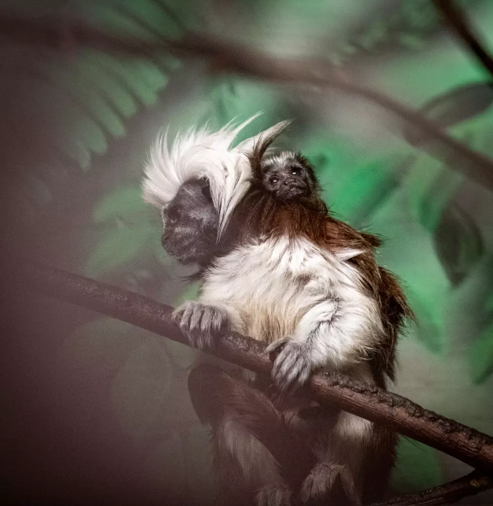 Lake Superior Zoo Welcomes Endangered Baby Cotton-Top Tamarin Monkey