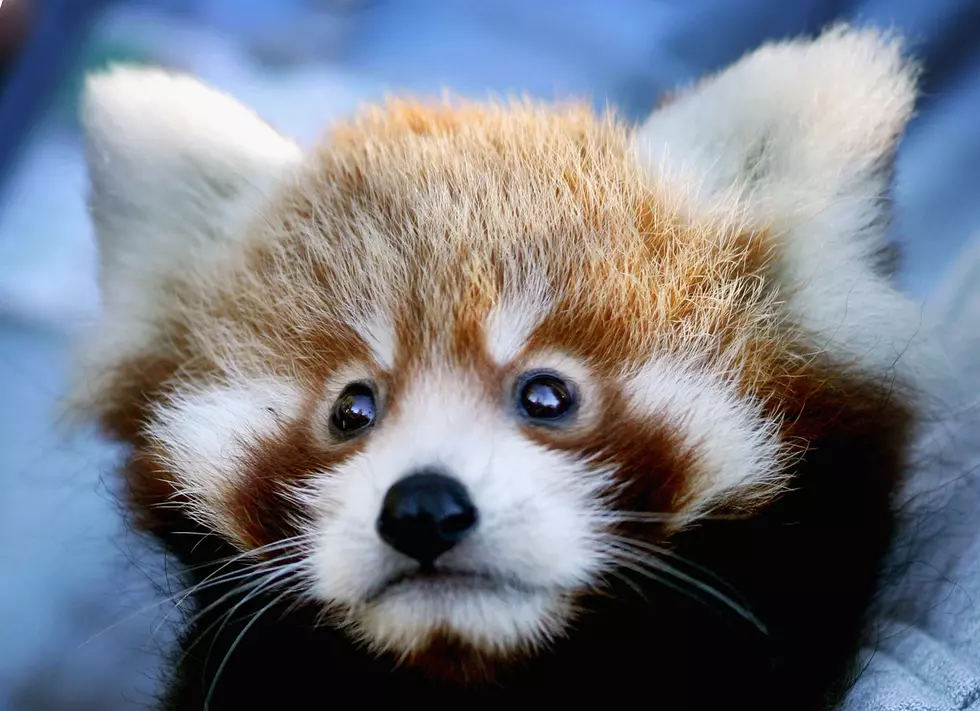 The Lake Superior Zoo Is Planning To Open A Red Panda Exhibit Next Year