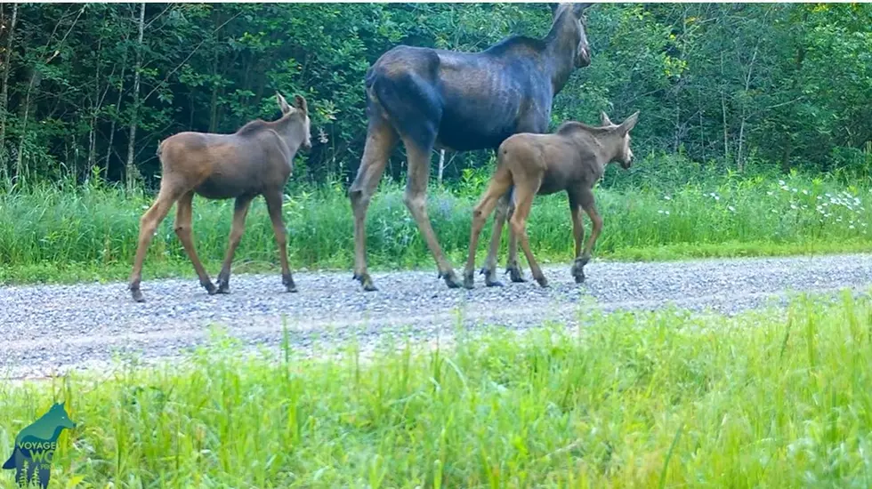 Adorable! Mother Moose And Twin Calves Spotted In Minnesota [VIDEO]